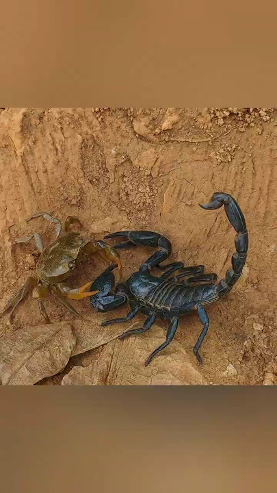 Scorpion vs Crab: Epic Battle in the Wild!