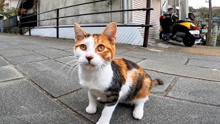 神社の前の通りで出会った三毛猫が可愛過ぎる