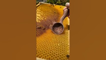 Why is honeycomb shape a hexagon #science #knowledge #sciencefacts