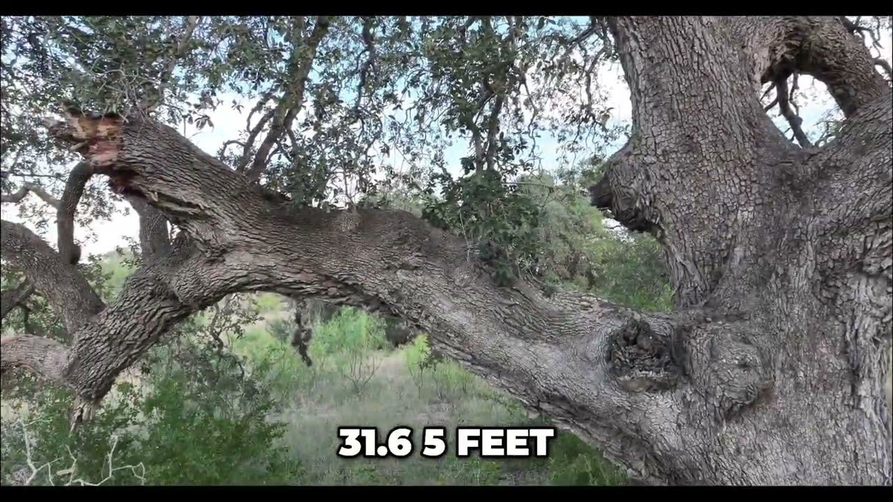 York Creek: Republic of Texas to 1972 Flood 