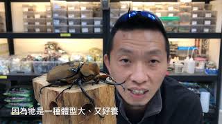 熱血阿傑❤生態新莊彩蟲屋insect shop皇家大黑艷鍬形蟲MtMr毛象大兜蟲赫曼尼深山鍬形蟲逛蟲店螳螂竹節蟲豹紋守宮大肥豬全系列櫟木屑昆蟲老師