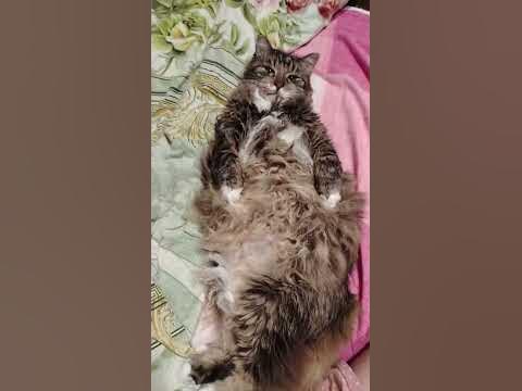 Кот мякиш 🐈‍⬛ - YouTube