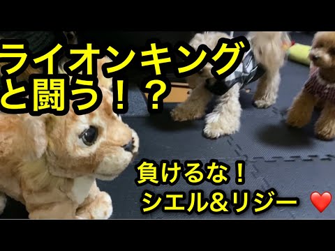 【シエル&リジー】ライオンキングの動くおもちゃ！シンバと遊ばせてみた【ライオンキング】