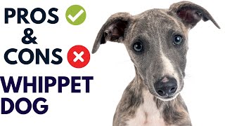 Whippet Dog Breed Pros and Cons  Whippet Dog Advantages and Disadvantages  #animalplatoon