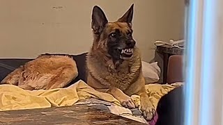 Meet the Wolfpack!! Real wolves and German shepherds