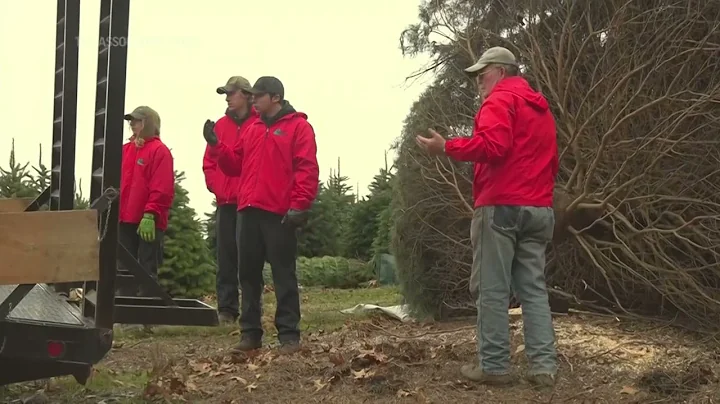 White House Christmas tree cut down at farm