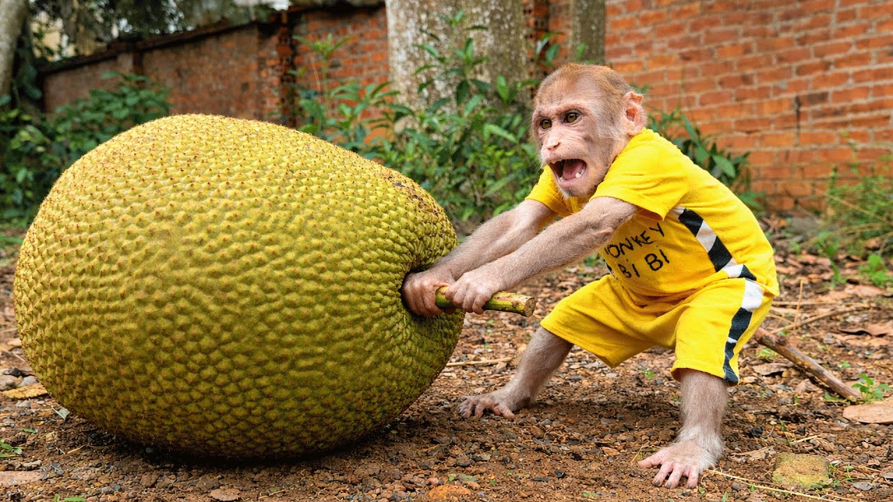 Smart Monkey Bibi Helps Dad Harvest a 50lb Jackfruit!
