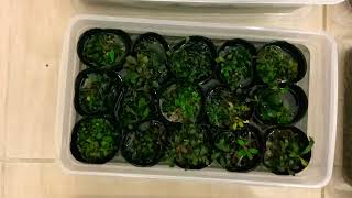 Bucephalandra Collection Para Sa Planted Tank