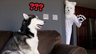 ❄️⛄Cute Pets And Funny Animals Compilation❄️⛄