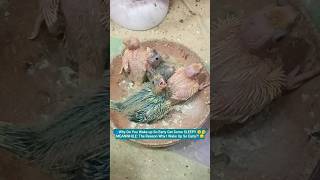 Bruhhhh!! | #birds #birdcore #cockatiel (⁠๑⁠♡⁠⌓⁠♡⁠๑⁠) |