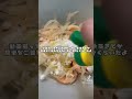 高一男子が作る夜ごはん