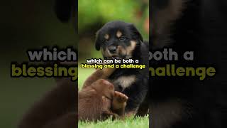 3 reason you SHOULD NOT get a Rottweiler