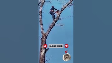 Almost Fell While Cutting Tree on Top! 😱 Dangerous Logging Job #Woodworking #TreeCutting #Logging