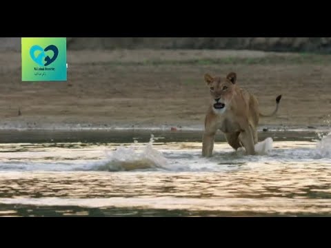 وثائقي السلالات المفترسةالاسد مايلو يواجهه مخاوفة ارث الاسود سيرينغاتي2023 ناشيونال جيوجرافيك ابو ظب