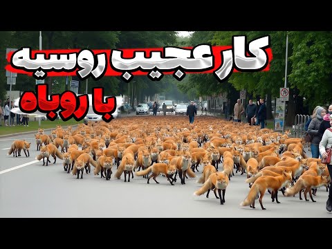 پروژه روسیه با 130 روباه همه رو شگفت زده کرد