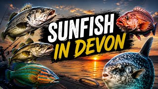 Surprise Sunfish in Devon! || lots of species on a tropical day off the South Devon Coast Surprise Sunfish in Devon! || lots of species on a tropical day off the South Devon Coast