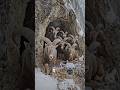 Markhors in a mountain cave. A drone flies close. One markhor hits it with its horns.