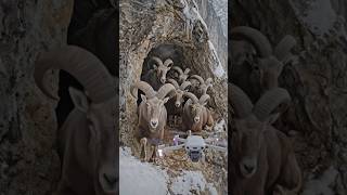 Markhors in a mountain cave. A drone flies close. One markhor hits it with its horns.