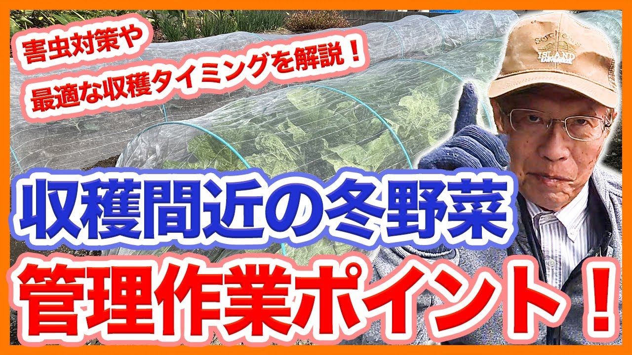 家庭菜園シーズン間もなく到来 Seasonal maintenance work for growing autumn and winter vegetables
