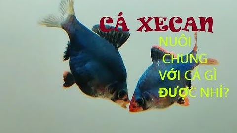 Các loại Cá sống chung được với Cá XECAN