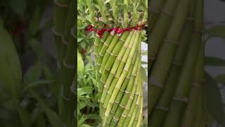 Lucky bamboo design 🪴👍👌❤️lovly 👌