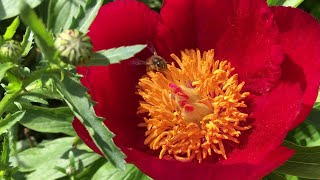 A honey bee, its pollen baskets so heavily loaded, it can hardly fly