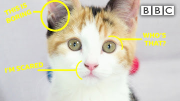 Learn to read your cat