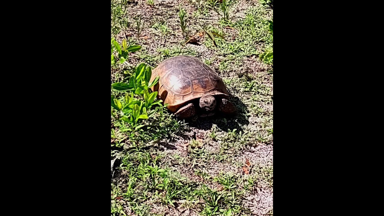 FLORIDA GOPHER TORTOISE MATING RITUAL TURKEY CREEK - YouTube