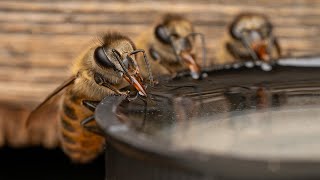 ミツバチにプロテインをあげて筋肉増強…【液糖給餌】