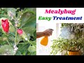 Mealybug easy treatment  simple solution for mealybug or  white insects  swaroopa diaries