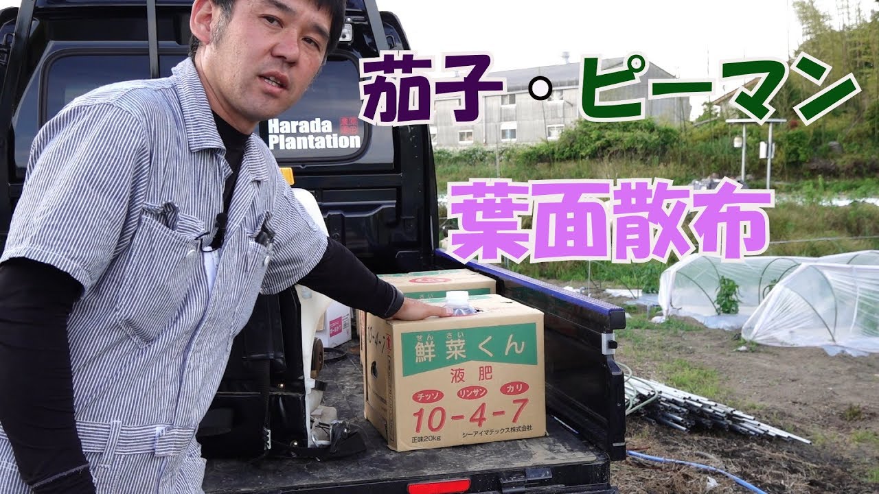 ブロッコリーの様子と茄子ピーマン葉面散布19/5/30＃692