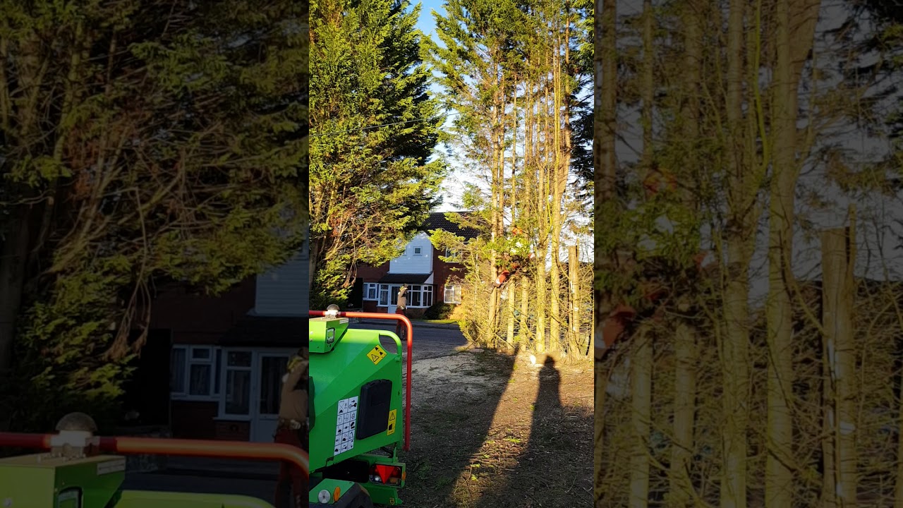 Conifer reduction - YouTube