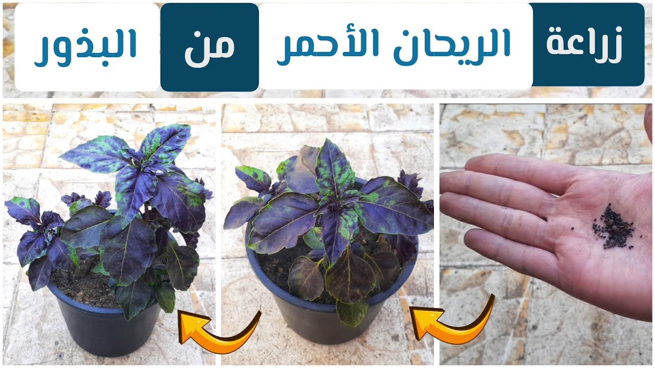 ازرع بنفسك الريحان الأحمر الغني بالفوائد الطبية والعلاجية