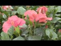 Lhibiscus dintrieur  varits plantation et entretien  truffaut