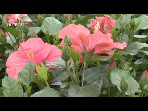 L'hibiscus d'intérieur : variétés, plantation et entretien - Jardinerie Truffaut TV