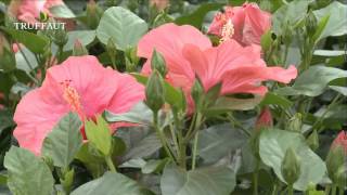 L'hibiscus d'intérieur : variétés, plantation et entretien - Truffaut