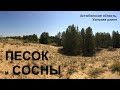 Песок и сосны. Казахстан, Актюбинская область, Уилский район