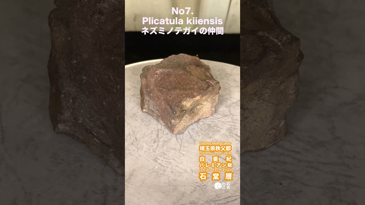 化石No.7 ネズミノテガイの仲間 - YouTube