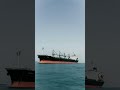 Biggest Bulk carrier ship ⚓ #ship #bulkcarrier #shorts #sailing