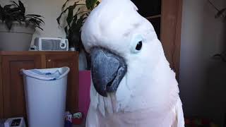 What Sound Does The Grumpiest Bird In The World Make???