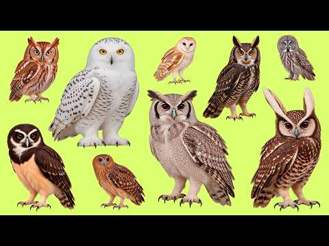 Snowy Owl, Elf Owl & More 🦉 | Discover Owl Names and Improve Your English