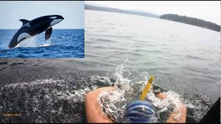 Learn butterfly swimming from Orcas & Dolphins Efficiently, Effortlessly & Joyfully !