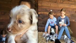 Australian Shepard Red Merle Mini