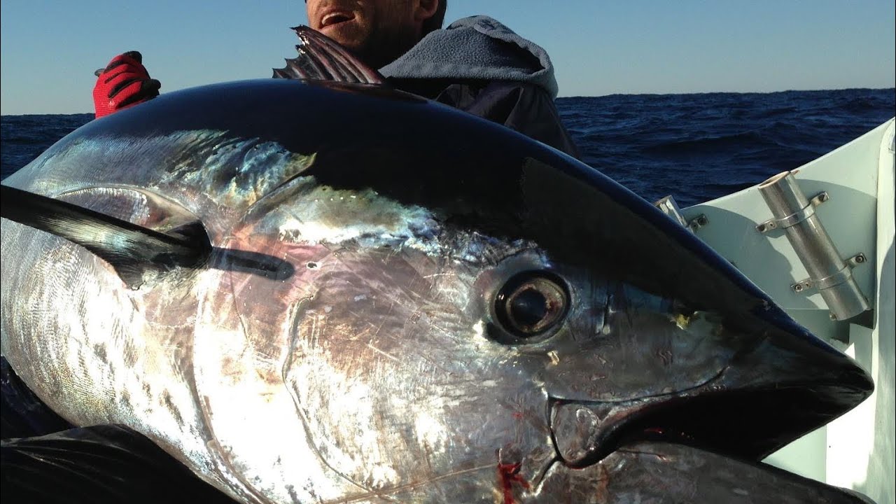 Ridiculous tuna fish casting at OBX