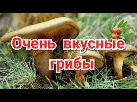 Готовлю грибы Поддубники (Свинушки). Очень вкусно. Обязательно сохраните рецепт и приготовьте.