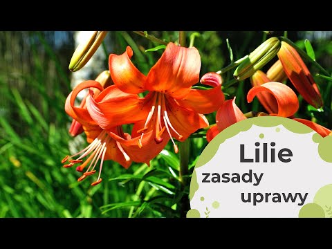 Wideo: Uprawy leśne: rodzaje, sadzenie i pielęgnacja, uprawa i uprawa