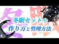【クワガタ飼育】オオクワガタの冬眠セットの作り方と管理方法