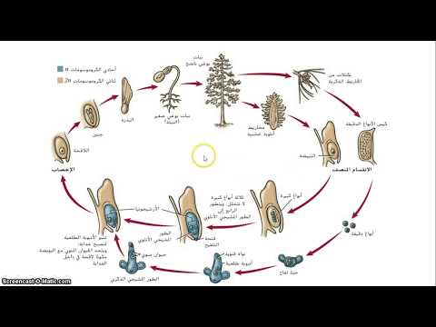 Pine Life Cycle دورة حياة الصنوبر