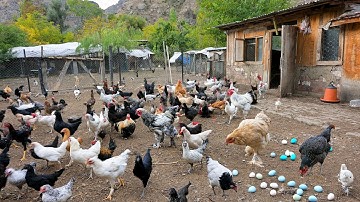 How to Make Chickens Lay Eggs Naturally - Free Range Poultry Farming - Raise Chickens for Eggs