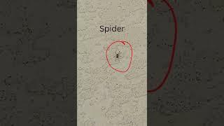 Cool Bugs
